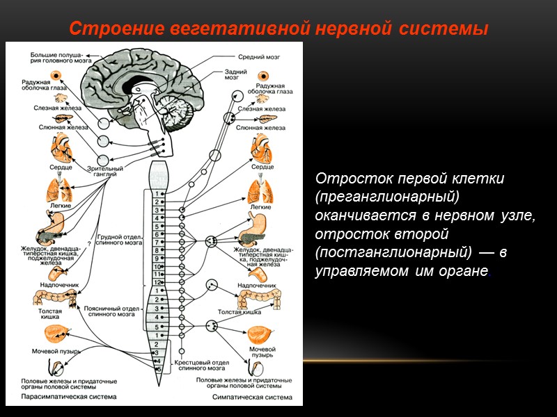 Строение вегетативной нервной системы  Отросток первой клетки (преганглионарный) оканчивается в нервном узле, отросток